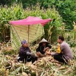 Bhabinkamtibmas Polres Takalar Pantau Panen Jagung, Dorong Petani Dukung Ketahanan Pangan Nasional